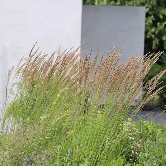 G0136 Grass Calamagrostis Acutiflora Karl Foerster - View 11 from www redcrocus com