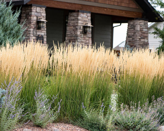 G0136 Grass Calamagrostis Acutiflora Karl Foerster - View 1 from www redcrocus com
