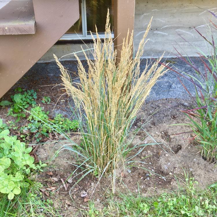 G0137 Grass Calamagrostis X Acutiflora Overdam - View 4 from www redcrocus com