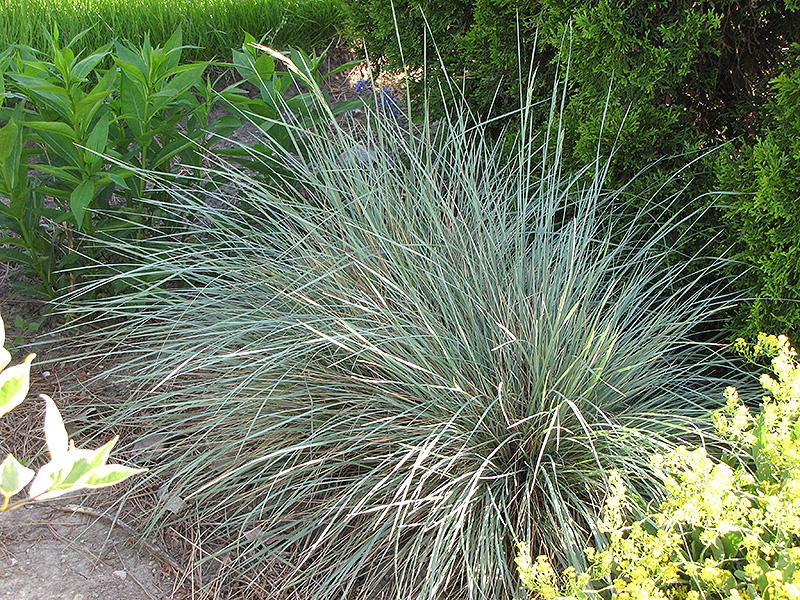 G0139 Grass, Helictotrichon Sempervirens 'sapphire' - View 14 from www redcrocus com