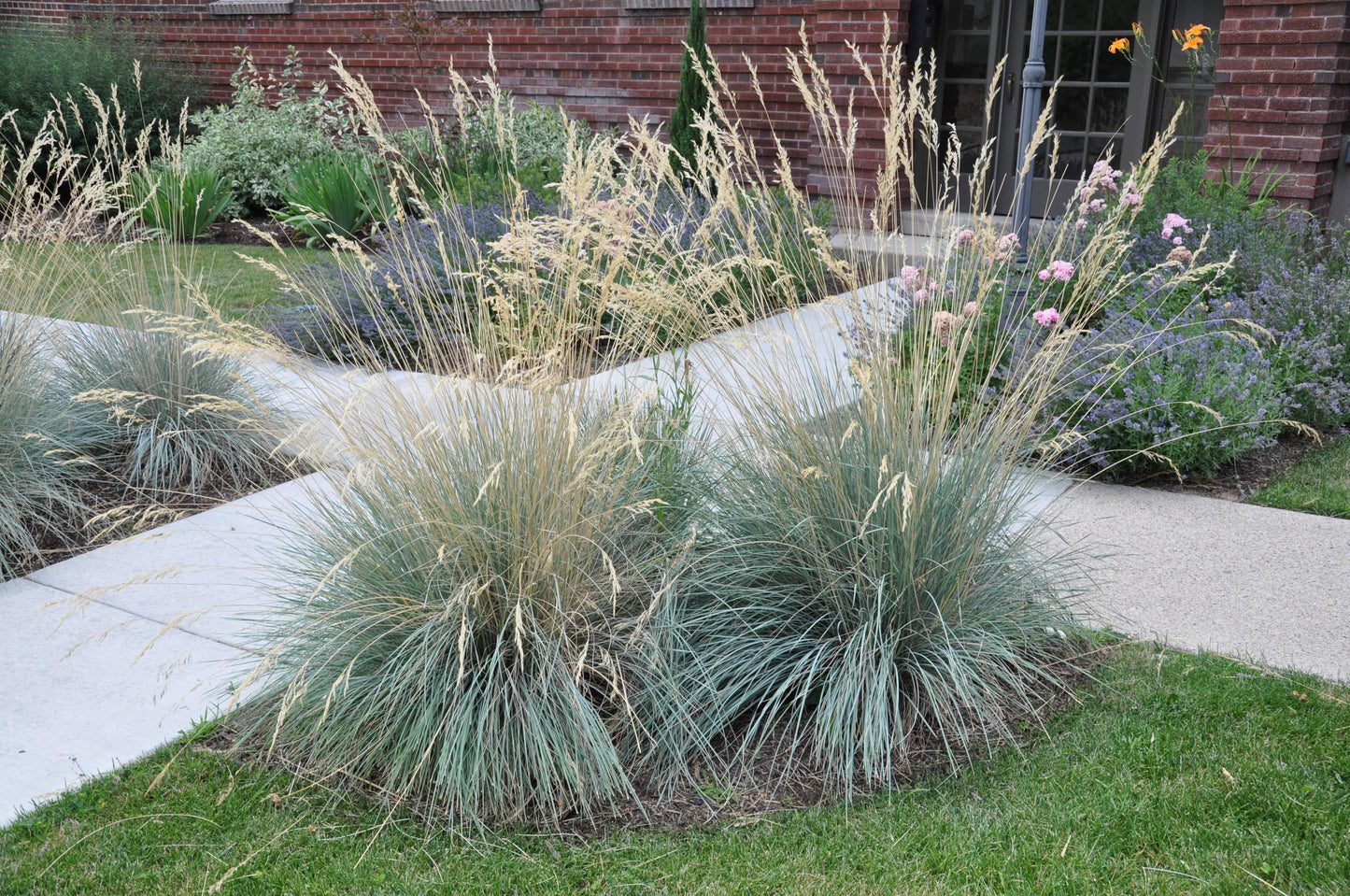 G0139 Grass, Helictotrichon Sempervirens 'sapphire' - View 16 from www redcrocus com