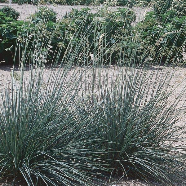 G0139 Grass, Helictotrichon Sempervirens 'sapphire' - View 17 from www redcrocus com