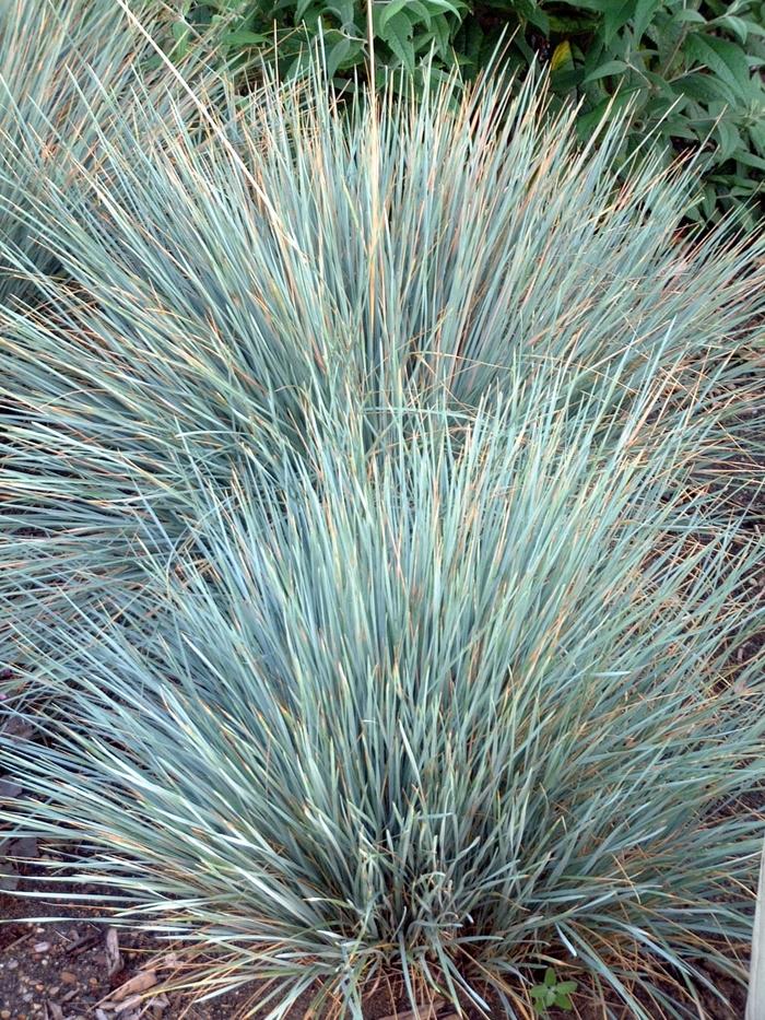 G0139 Grass, Helictotrichon Sempervirens 'sapphire' - View 19 from www redcrocus com