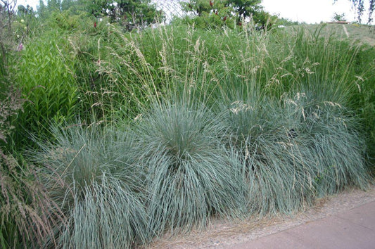 G0139 Grass, Helictotrichon Sempervirens 'sapphire' - View 1 from www redcrocus com