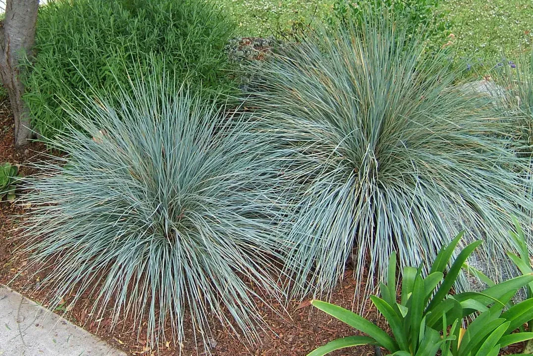 G0139 Grass, Helictotrichon Sempervirens 'sapphire' - View 21 from www redcrocus com