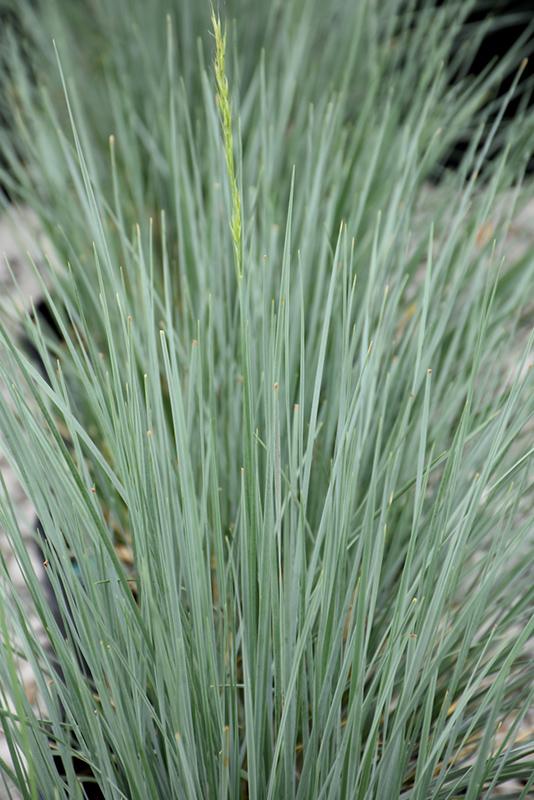 G0139 Grass, Helictotrichon Sempervirens 'sapphire' - View 22 from www redcrocus com
