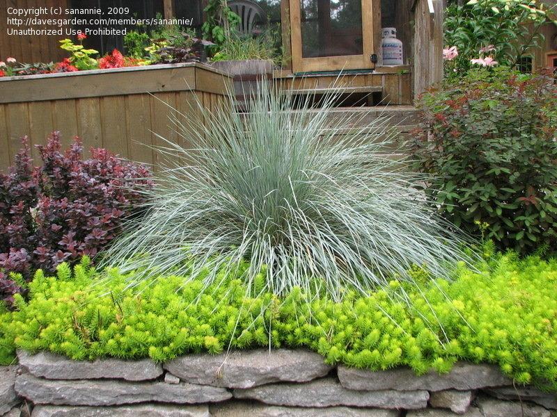 G0139 Grass, Helictotrichon Sempervirens 'sapphire' - View 24 from www redcrocus com