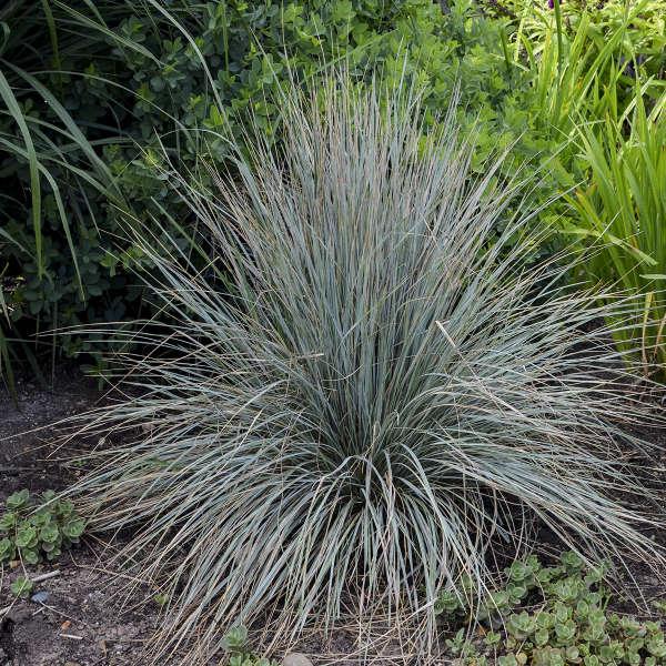 G0139 Grass, Helictotrichon Sempervirens 'sapphire' - View 25 from www redcrocus com