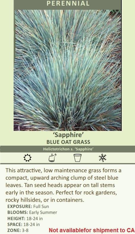 G0139 Grass, Helictotrichon Sempervirens 'sapphire' - View 26 from www redcrocus com