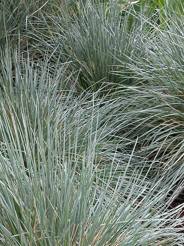 G0139 Grass, Helictotrichon Sempervirens 'sapphire' - View 27 from www redcrocus com