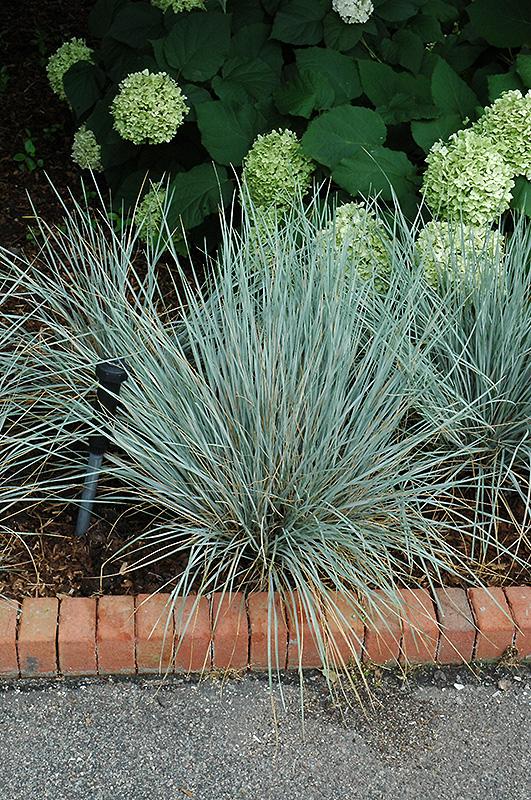 G0139 Grass, Helictotrichon Sempervirens 'sapphire' - View 28 from www redcrocus com
