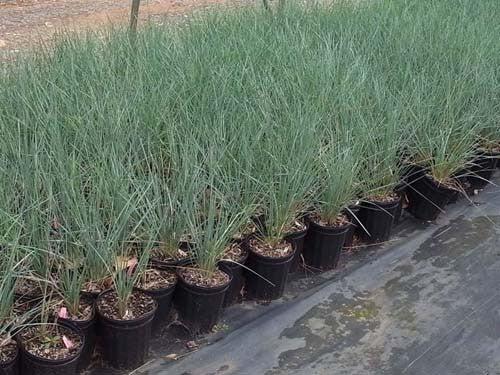 G0139 Grass, Helictotrichon Sempervirens 'sapphire' - View 29 from www redcrocus com