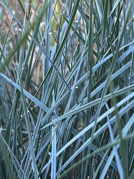 G0139 Grass, Helictotrichon Sempervirens 'sapphire' - View 3 from www redcrocus com