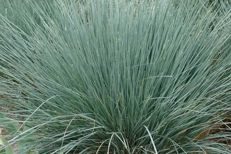 G0139 Grass, Helictotrichon Sempervirens 'sapphire' - View 4 from www redcrocus com
