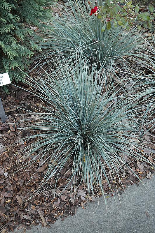 G0139 Grass, Helictotrichon Sempervirens 'sapphire' - View 5 from www redcrocus com