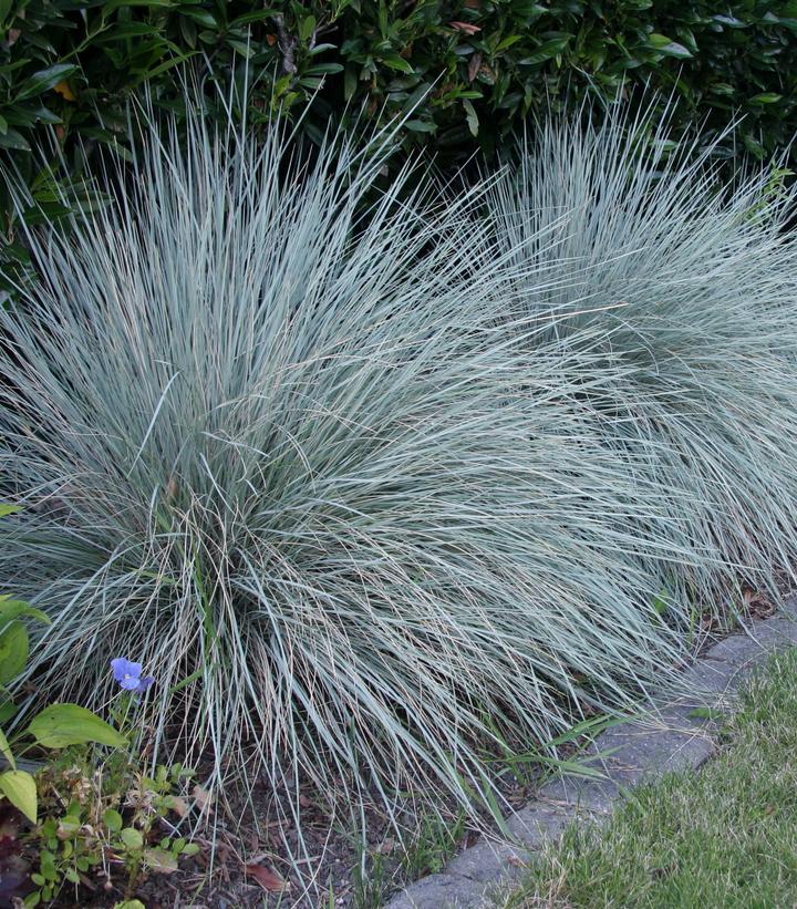 G0139 Grass, Helictotrichon Sempervirens 'sapphire' - View 6 from www redcrocus com