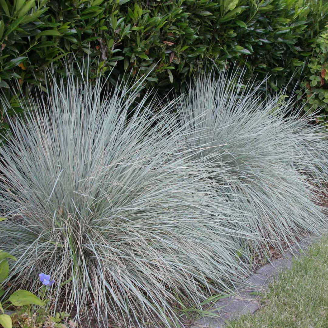 G0139 Grass, Helictotrichon Sempervirens 'sapphire' - View 7 from www redcrocus com