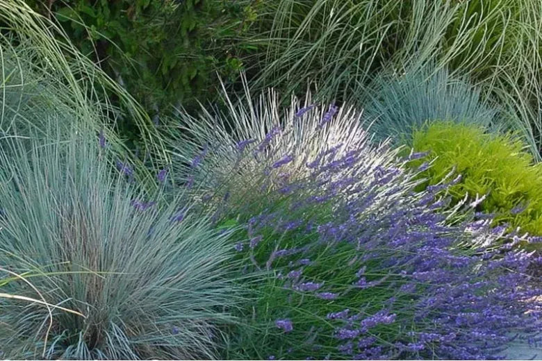 G0139 Grass, Helictotrichon Sempervirens 'sapphire' - View 8 from www redcrocus com