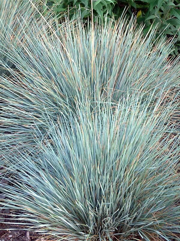 G0139 Grass, Helictotrichon Sempervirens 'sapphire' - View 9 from www redcrocus com