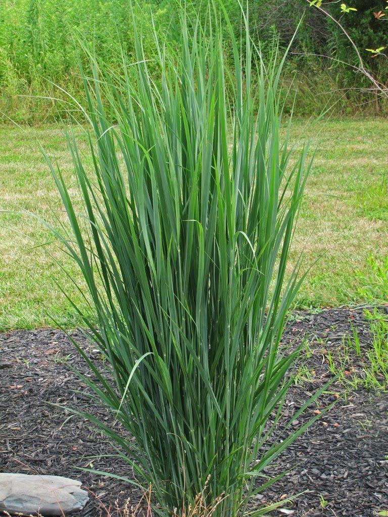 G0141 Grass Panicum Virgatum Northwind - View 19 from www redcrocus com