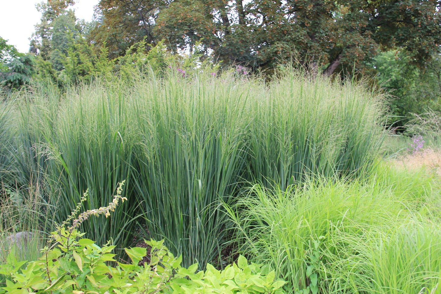 G0141 Grass Panicum Virgatum Northwind - View 4 from www redcrocus com