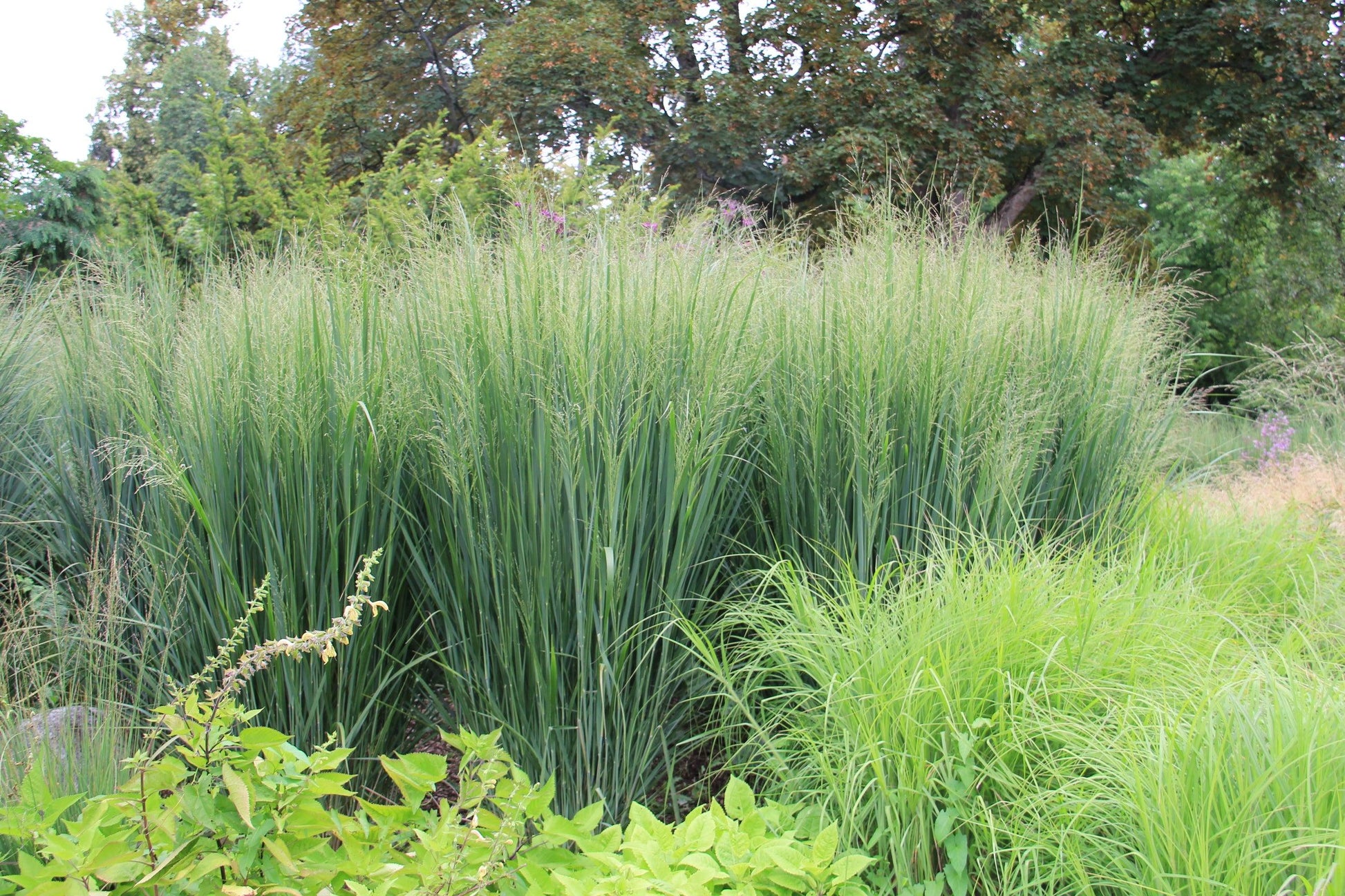 G0141 Grass Panicum Virgatum Northwind - View 4 from www redcrocus com