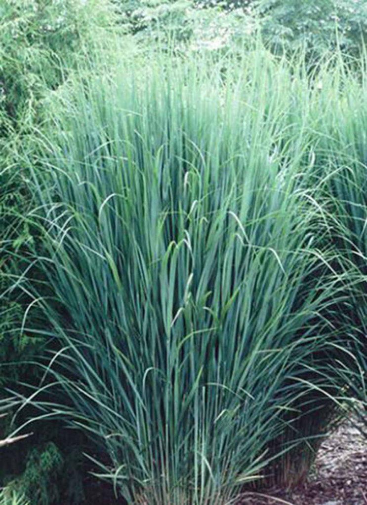 G0141 Grass Panicum Virgatum Northwind - View 7 from www redcrocus com