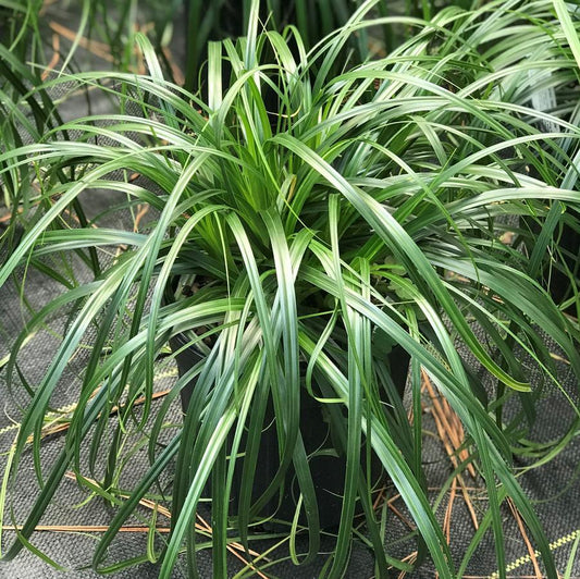 G0145 Grass, Carex 'ribbon Falls' - View 1 from www redcrocus com