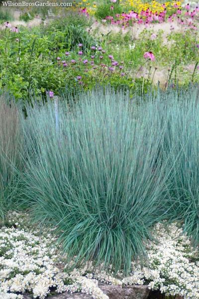G0146 Grass Schizachyrium Scoparium Prairie Blues - View 1 from www redcrocus com