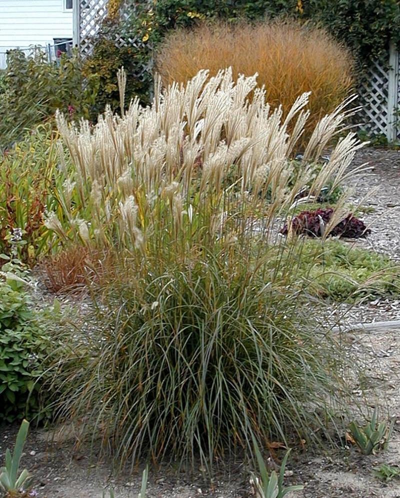 G0147 Grass Miscanthus Sinensis Adagio - View 11 from www redcrocus com