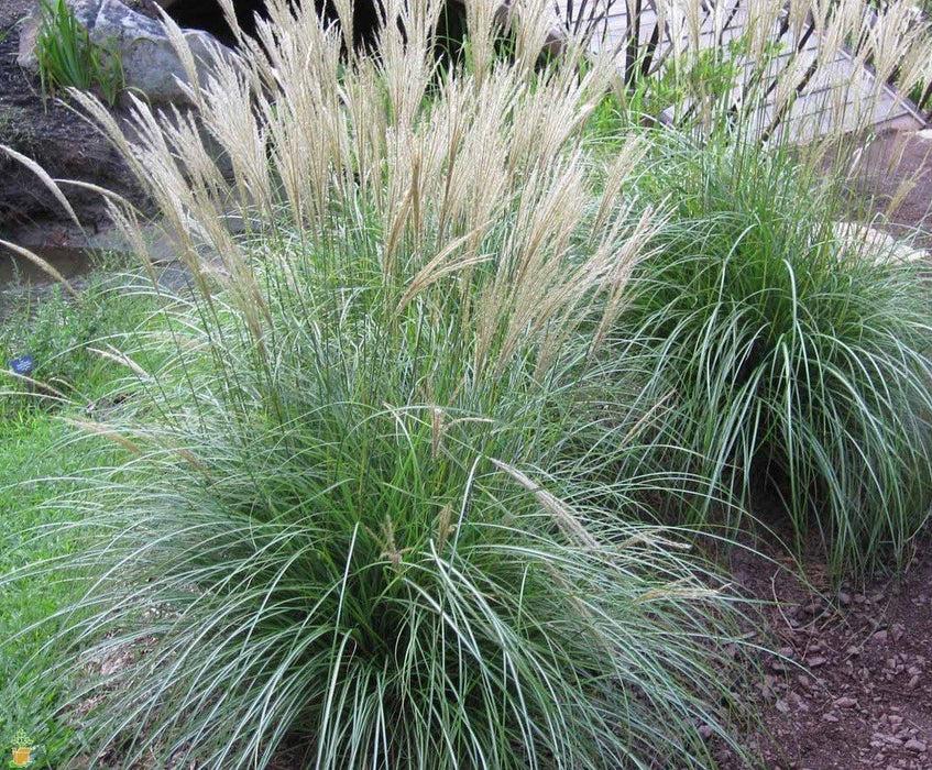 G0147 Grass Miscanthus Sinensis Adagio - View 12 from www redcrocus com
