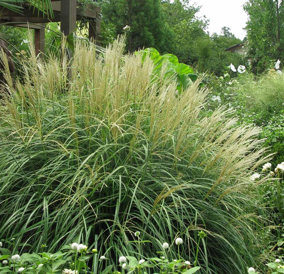G0147 Grass Miscanthus Sinensis Adagio - View 15 from www redcrocus com