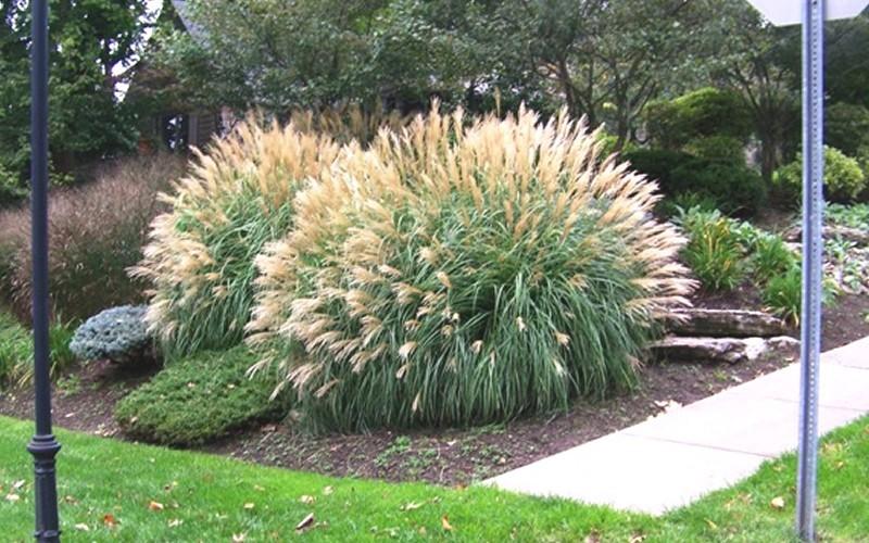 G0147 Grass Miscanthus Sinensis Adagio - View 17 from www redcrocus com