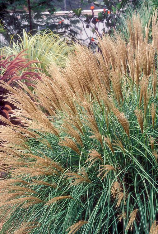 G0147 Grass Miscanthus Sinensis Adagio - View 19 from www redcrocus com