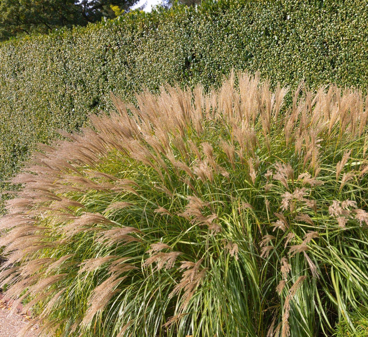G0147 Grass Miscanthus Sinensis Adagio - View 20 from www redcrocus com