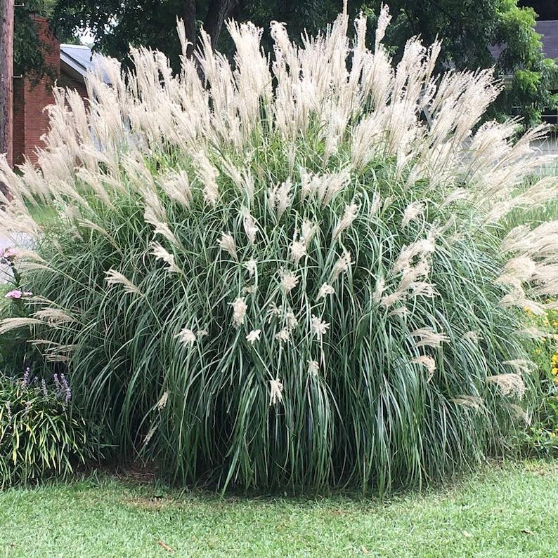 G0147 Grass Miscanthus Sinensis Adagio - View 2 from www redcrocus com