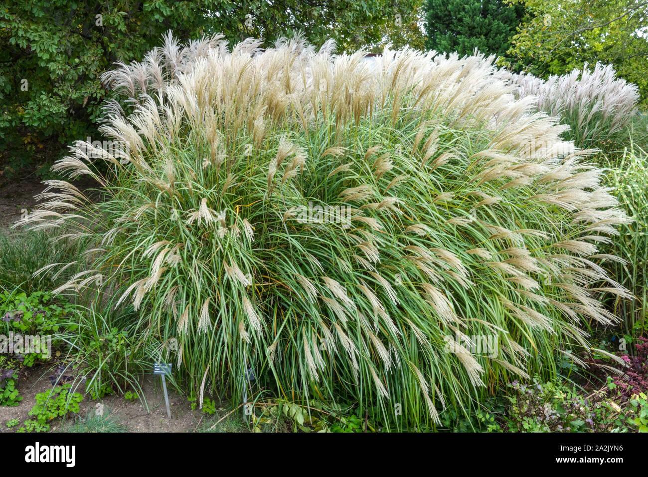 G0147 Grass Miscanthus Sinensis Adagio - View 4 from www redcrocus com