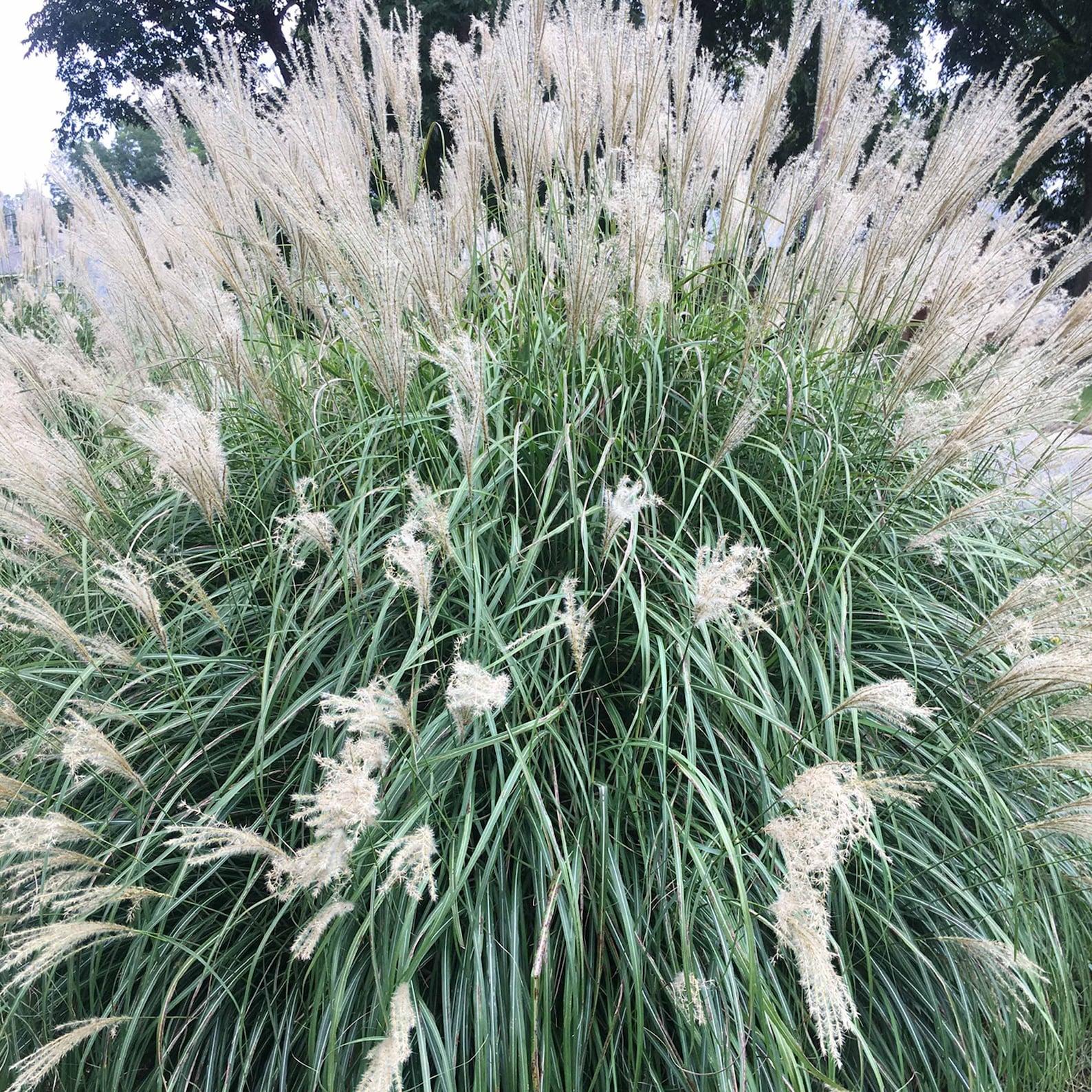 G0147 Grass Miscanthus Sinensis Adagio - View 5 from www redcrocus com