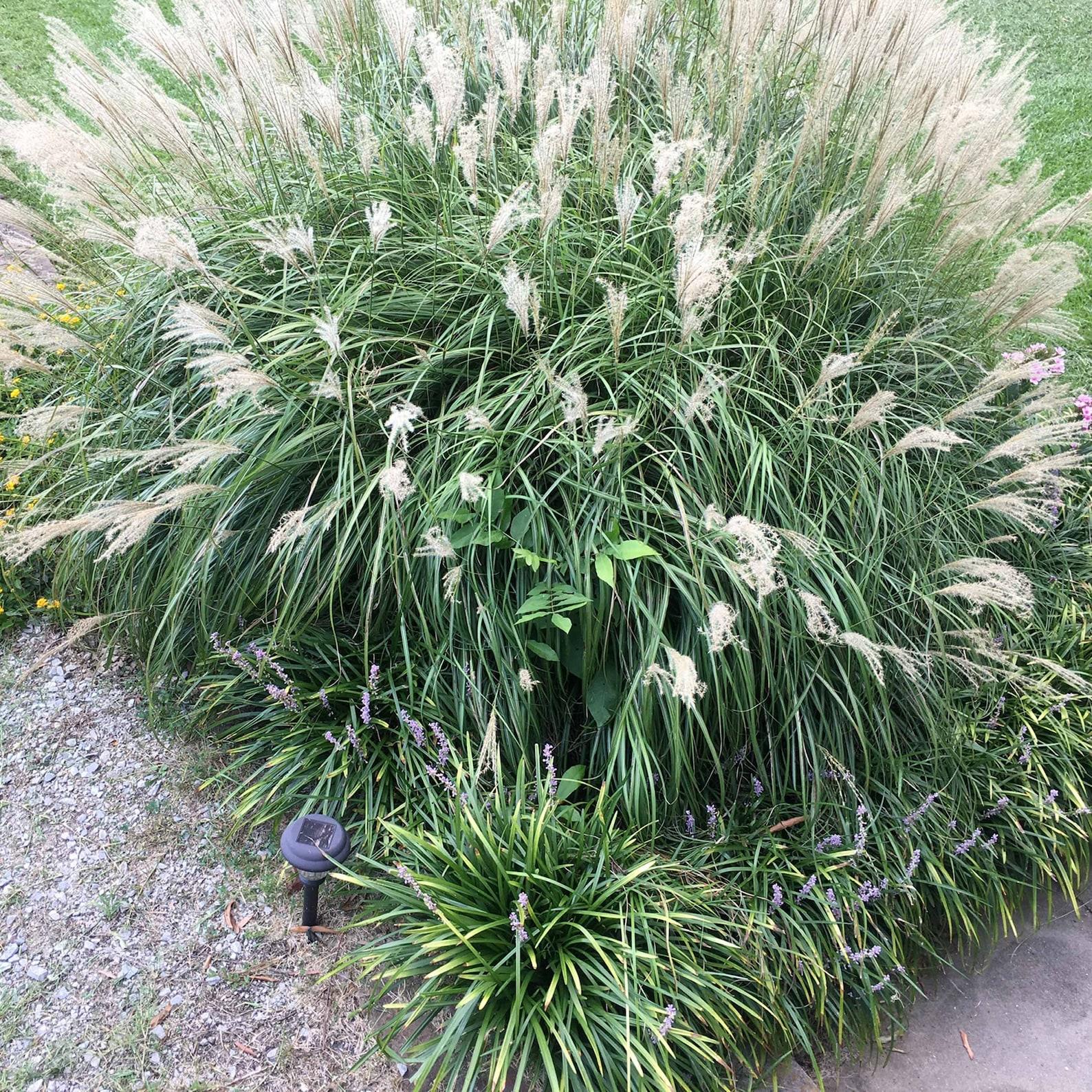 G0147 Grass Miscanthus Sinensis Adagio - View 6 from www redcrocus com