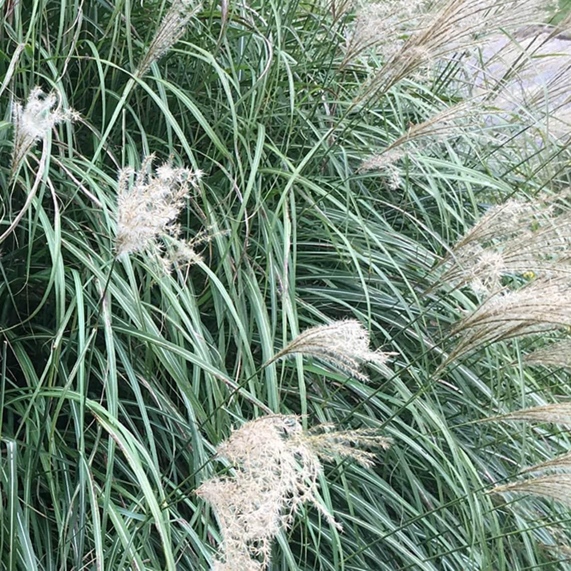 G0147 Grass Miscanthus Sinensis Adagio - View 7 from www redcrocus com
