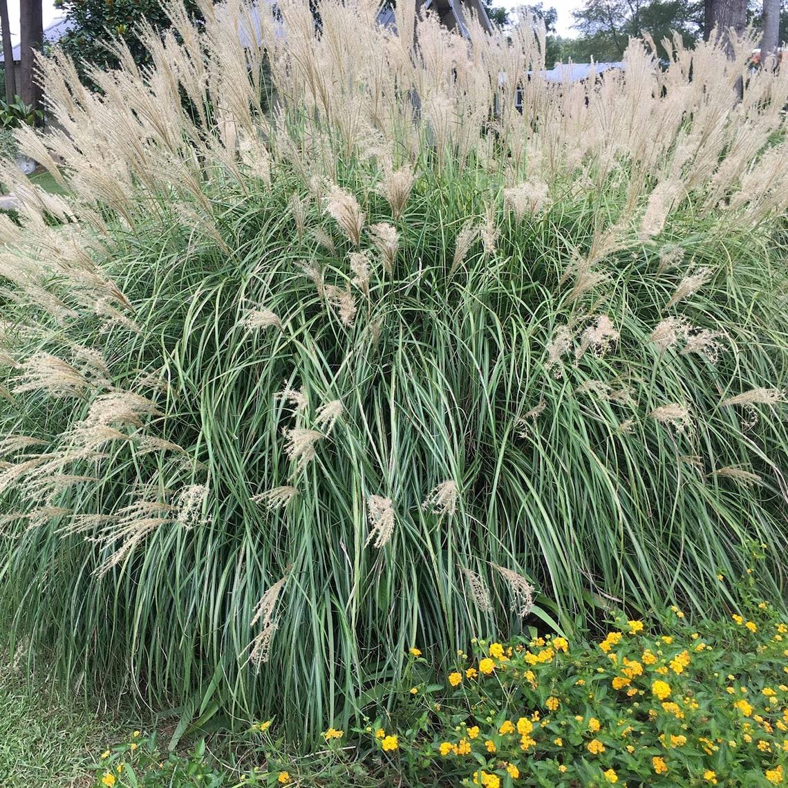 G0147 Grass Miscanthus Sinensis Adagio - View 8 from www redcrocus com