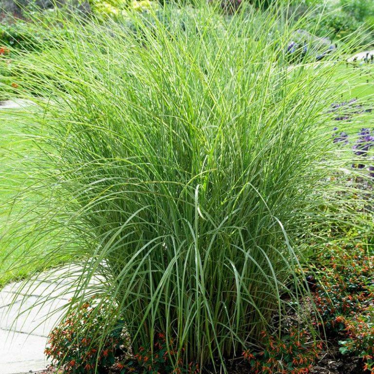 G0147 Grass Miscanthus Sinensis Adagio - View 9 from www redcrocus com