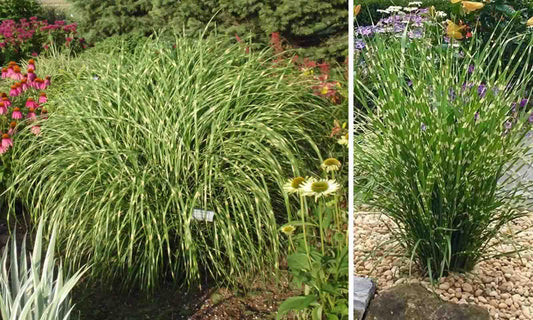 G0150 Grass Miscanthus Sinensis Little Zebra - View 10 from www redcrocus com