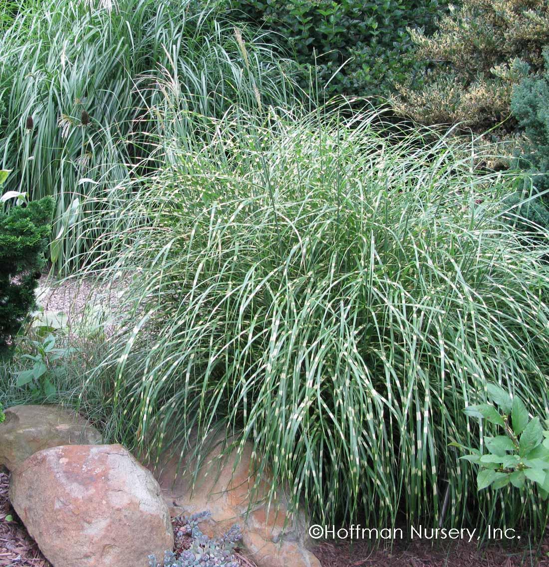 G0150 Grass Miscanthus Sinensis Little Zebra - View 7 from www redcrocus com