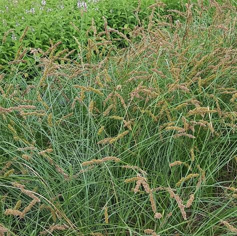 G0155 Grass, Carex Vulpinoidea - View 12 from www redcrocus com