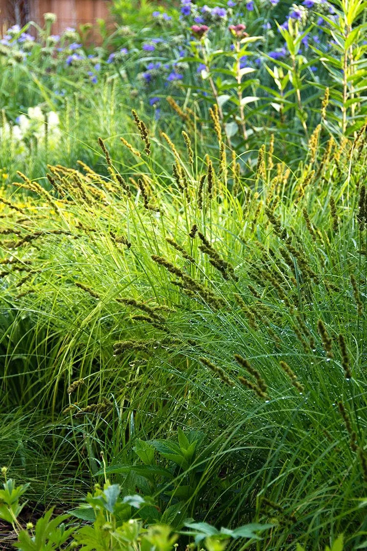 G0155 Grass, Carex Vulpinoidea - View 13 from www redcrocus com