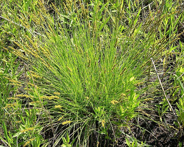 G0155 Grass, Carex Vulpinoidea - View 15 from www redcrocus com