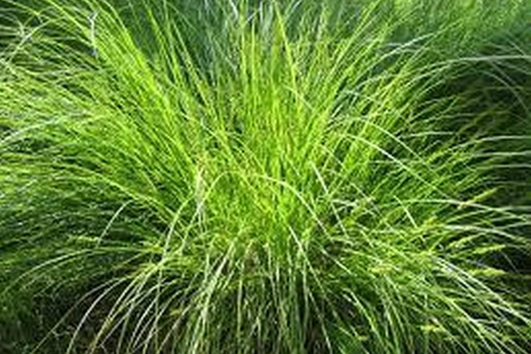 G0155 Grass, Carex Vulpinoidea - View 17 from www redcrocus com