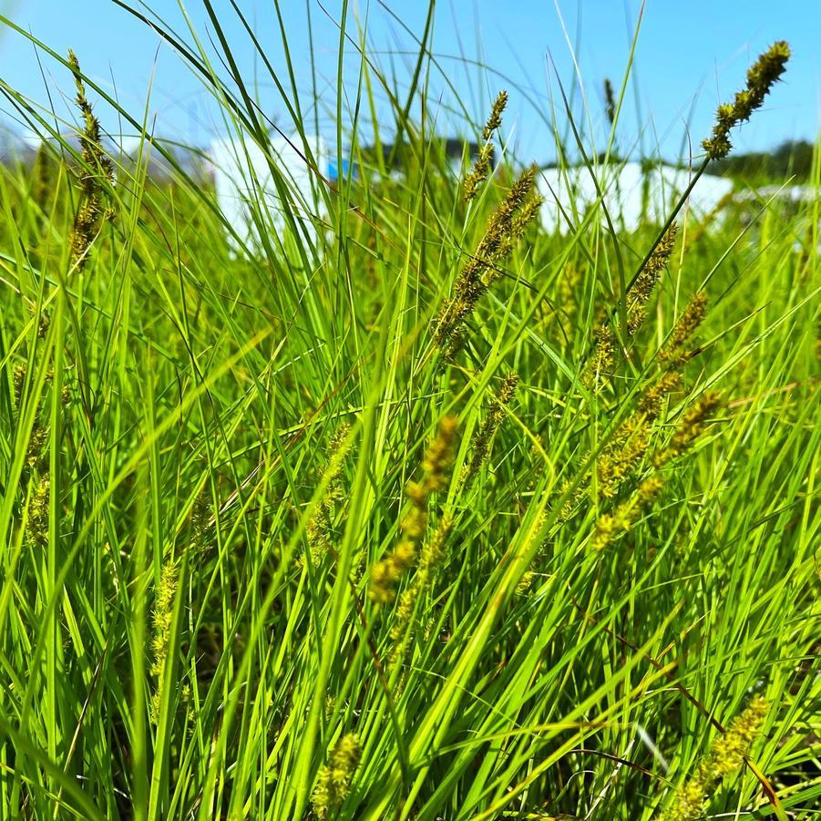 G0155 Grass, Carex Vulpinoidea - View 18 from www redcrocus com