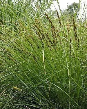 G0155 Grass, Carex Vulpinoidea - View 19 from www redcrocus com